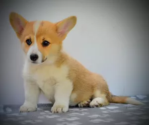  Welsh Corgi Pembroke štěňata