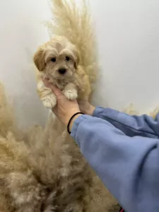  Maltipoo štěňata