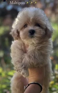  Maltipoo štěňata