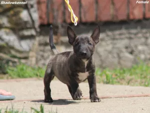  Mini bulteriér štěňata