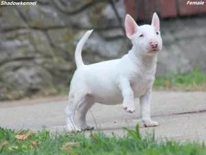  Mini bulteriér štěňata