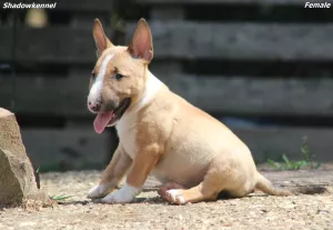  Mini bulteriér štěňata
