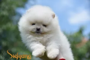  Pomeranian Spitz Boo Štěňata 