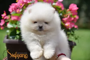  Pomeranian Spitz Boo Štěňata 