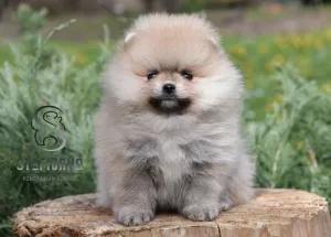  Pomeranian Spitz Boo Štěňata 