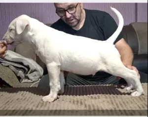  Bulteriér štěňata na prodej