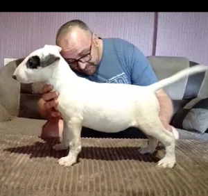  Bulteriér štěňata na prodej