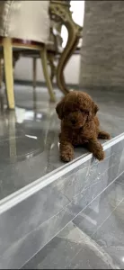 Pudlové – Štěňata Toy a Mini