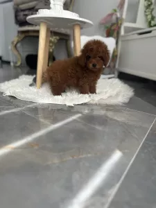  Pudlové – Štěňata Toy a Mini