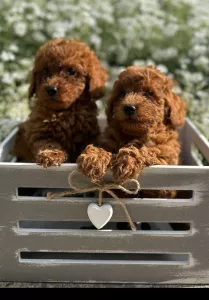  Pudlové – Štěňata Toy a Mini