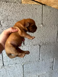  Dogue de Bordeaux Bordeauxská doga štěňata