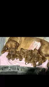  Dogue de Bordeaux Bordeauxská doga štěňata