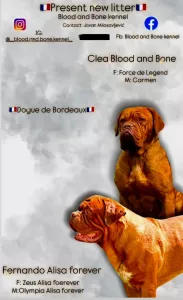 Dogue de Bordeaux Bordeauxská doga štěňata 